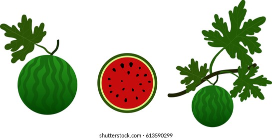 Set Watermelon and Leaf  Tree Vector Illustrator in Red And Green