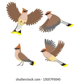 Set of waxwings isolated on a white background. Vector graphics.