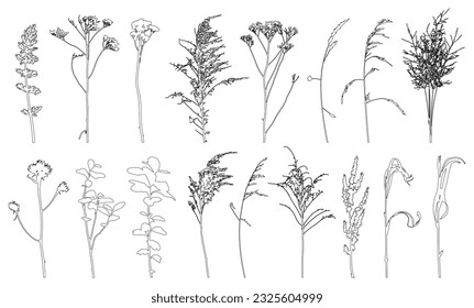 Set of weeds, wild plants in field and forest for architecture and landscape design, contour. Vector illustration