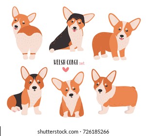 Set of welsh corgi in different postures. Small cute dog of herding breed isolated on white background. Funny pet animal in various positions. Flat cartoon character. Colorful vector illustration.