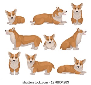 Set of Welsh corgi dog in different poses. Puppy with short legs and red coat. Cute home pet Detailed flat vector icons