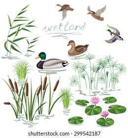 Set of wetland plants and birds. Simplified image of  reed, water lily, cane and carex.  Flying and floating wild ducks isolated on white.