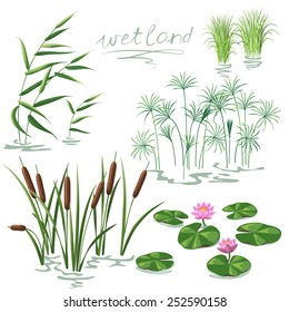 Set Of Wetland Plants. Simplified Image Of  Reed, Water Lily, Cane And Carex.