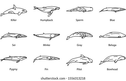 Set of Whale Icons Illustrations