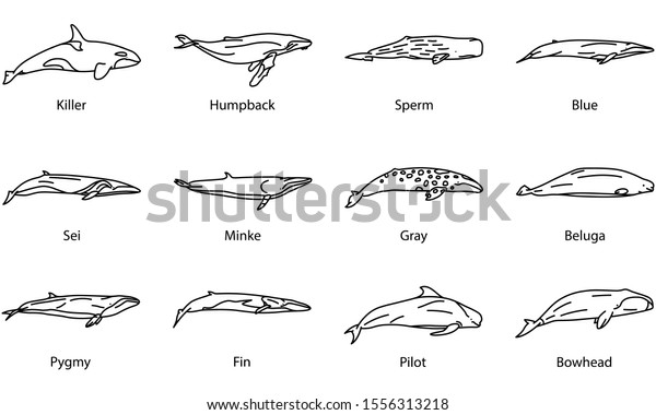 Set of Whale Icons\
Illustrations