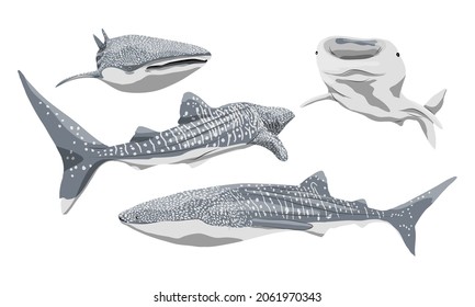 A set of whale sharks Rhincodon typus in different angles. Giant fish of the World Ocean. Realistic vector fish