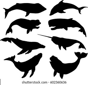 set of whale silhouettes on white background