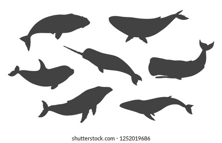 Set of whale silhouettes. Vector illustration isolated on white background.