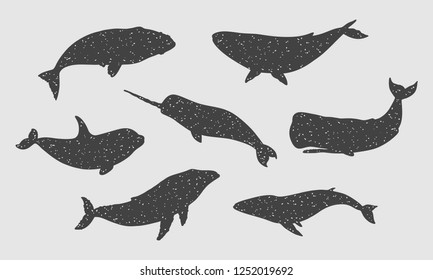 Set of whale silhouettes. Vector illustration isolated on gray background.