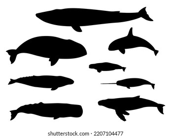 Conjunto de siluetas de ballena. Ilustración vectorial silueta negra beluga, gris, cabeza de tazón, azul, narval, joroba, esperma, ballena asesina aislada en fondo blanco.