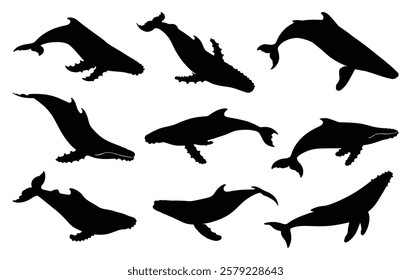 Set of whale silhouettes vector illustration. isolated on white background.