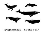 Set of whale species icons. Vector illustration isolated on white background.