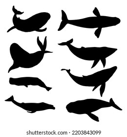 Set Of Whale Species Icons. Vector Illustration Isolated On White Background