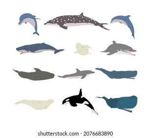 Set of whale species vector illustration isolated on white background. Fin whale, pygmy sperm whale, beluga, dolphin, Orca killer whale. largest animals, under water world.
