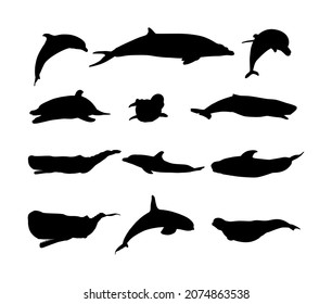 Set of whale species vector silhouette illustration isolated on white background. Fin whale, pygmy sperm whale, beluga, dolphin, Orca killer whale. largest animals, under water world.
