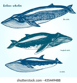 Set whales. Drawn in ink, hand-drawing. Collection of different whales.