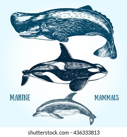 Set whales. Drawn in ink, hand-drawing. Collection of different whales.