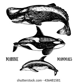 Set whales. Drawn in ink, hand-drawing. Collection of different whales.