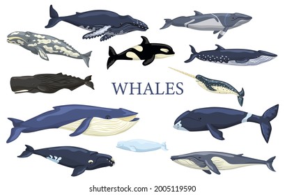 Set whales isolated on white background. Collection ocean animals blue whale, gray, humpback, fin, minke, bowhead, right, beluga, cachalot, narwhal and orca. Vector illustration for any purposes.