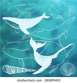 set of whales and marine animals on a blurred background in the style of a pencil. Hand Drawn Illustrations of Humpback and Sperm Whales.