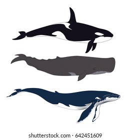 Set of Whales in Simple Realistic Style. Vector Illustration of Three Marine Mammals Isolated on a White Background. Big Blue Whale, Sperm Whale or Cachalot and Killer Whale or Grampus or Orca.