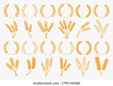 set of wheat or barley ears. Harvest wheat grain, growth rice stalk and whole bread grains. Isolated vector