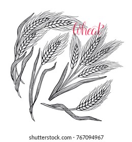 Set of wheat bread ears cereal crop. hand drawn illustration