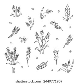 Set of Wheat, cereals in doodle style. Vector illustration 