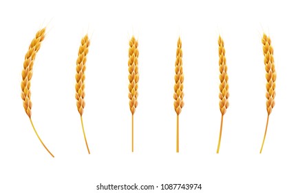 Set wheat ear. 3d Realistic vector illustration. High detailed illustrated.