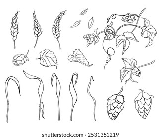 Conjunto de oreja de trigo, conos de lúpulo en la vid monocromo Ilustración vectorial lineal aislada. Espiga de centeno, planta de humulus negro blanco dibujado a mano contorno para el diseño de la etiqueta de la cerveza, embalaje, marca de elaboración de cerveza.