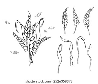 Set of wheat ear, stalks, grains black white linear vector illustration isolated. Spikelet of rye, bunch of oat monochrome contour painted by ink for design natural product, packaging, label, bakery.