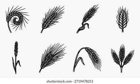 conjunto de orelhas de trigo em diferentes formas e tamanhos