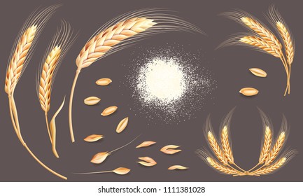 Set of wheat ears, grains and flour. Realistic bakery collection. Autumn harvest. Vector elements for your design.