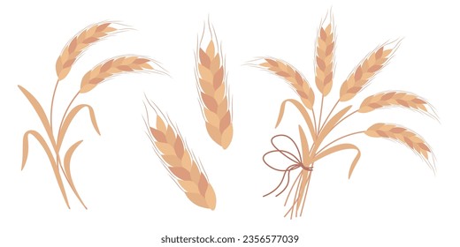 Set of wheat ears isolated on white background. Wheat harvest.