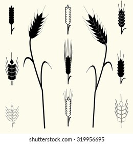 Set of wheat ears for logo design, organic plant, agriculture grain, natural harvest,  bread food, vector