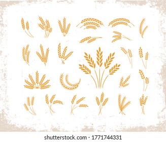 Set of wheat ears object and design elements for beer, organic local farm fresh food, bakery themed design