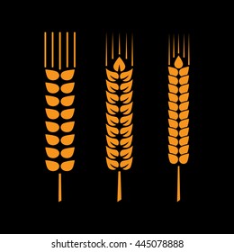 Set of wheat ears or rice. Vector design element