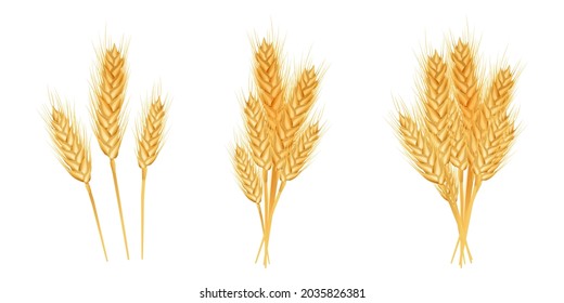 Juego de orejas de trigo maduras.  
Elemento de diseño para productos orgánicos, panadería, agricultura.
Aislado sobre fondo blanco.
Ilustración vectorial. 