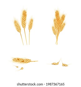 Set of wheat ears ripe, spikelet's and grains. Design element for organic products, bakery, farming.
Isolated on white background.
Vector illustration. 