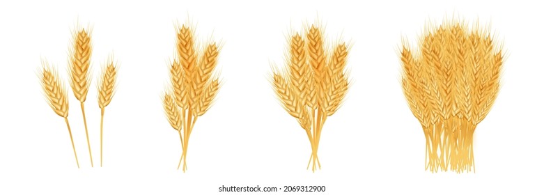 Set of wheat ears ripe, spikelets and grains. Design element for organic products, bakery, farming.
Isolated on white background.
Vector illustration. 