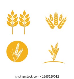 Set Wheat icon Vector Illustration design Logo template