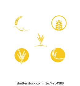 Set Wheat icon Vector Illustration design Logo template