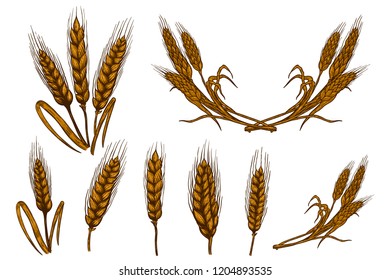 Set of wheat spikelet illustrations isolated on white background. Design element for poster, card, emblem, sign, card, banner. Vector image