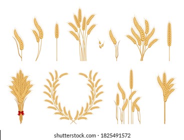 Set of wheat yellow ripe spikelets and grains of wheat. Silhouette of wheat. Corn vector symbols. Agricultural symbols isolated on white background.