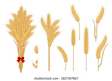 Set of wheat yellow ripe spikelets and grains. Grain vector isolated. Harvest. Organic food. Farmers product. Agriculture product.