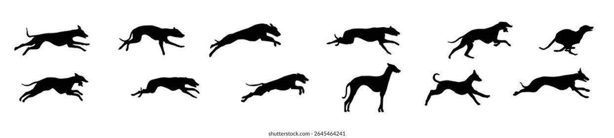 Conjunto de ilustrações de vetor whippet