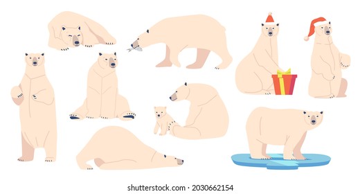 Set White Bear, Wild Arctic Animal Predator in Different Postures. North Pole Creature with White Fur Holding Giftbox Wearing Santa Claus Hat, Zoo Inhabitant, Mom with Cub. Cartoon Vector Illustration