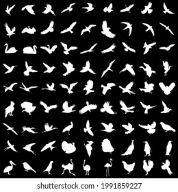 Set of white birds silhoettes. Flying, sitting, swimming. Vector illustration.