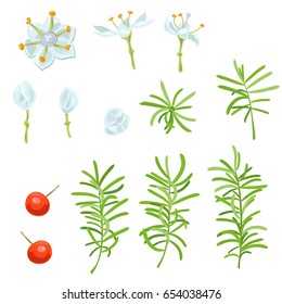 Set of white, blue flowers, buds, red berries, green branches: stem, leaves on white background. Asparagus aethiopicus, digital draw, realistic vector botanical illustration for design