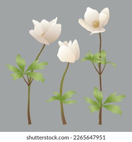 Set of white botanical flowers and petals of spring anemone flowers decor for holidays and design